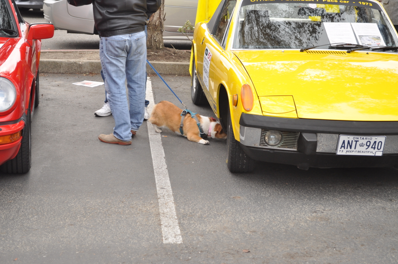 Illustration for article titled Cars and Coffee Preview Dump. With Dogs.